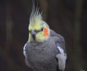 The cockatiel (Nymphicus hollandicus)