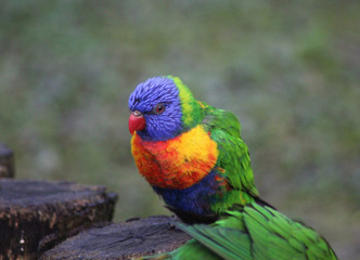 The rainbow lorikeet (Trichoglossus moluccanus)