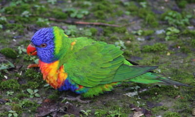 The rainbow lorikeet (Trichoglossus moluccanus)