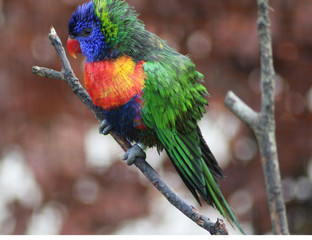 The rainbow lorikeet (Trichoglossus moluccanus)