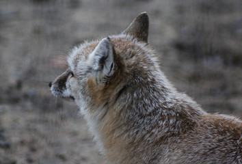 The corsac fox (Vulpes corsac)