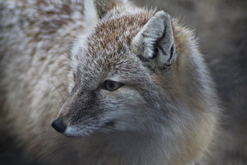 The corsac fox (Vulpes corsac)