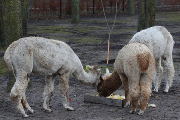 Fototapeta premium alpaca (Vicugna pacos)
