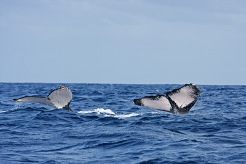 Fototapeta premium humpback whale, megaptera novaeangliae, Tonga, Vava'u island
