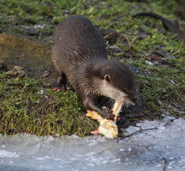 Asian Small clawed otter