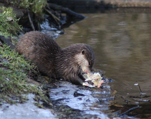 Asian Small clawed otter