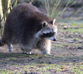 eastern raccoon (Procyon lotor)	