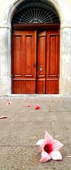 Fiore e portone