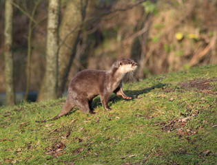 Asian Small clawed otter	