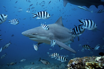 Naklejka premium byk rekin, carcharhinus leucas, laguna Beqa, Fidżi