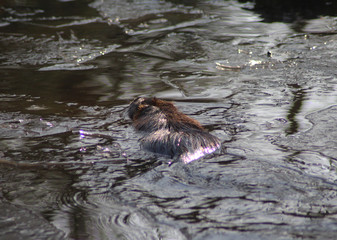 Fototapeta premium coypu (Myocastor coypus) 