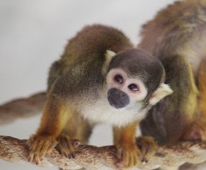  squirrel monkey (Saimiri sciureus)
