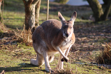 Naklejka na ściany i meble Red kangaroo (Macropus rufus) 