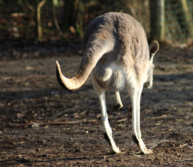 Red kangaroo (Macropus rufus)  © Michael Meijer