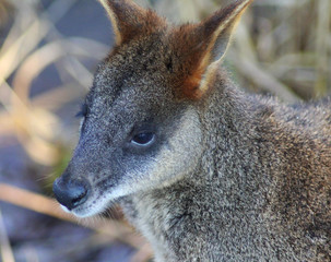 Obraz premium The swamp wallaby (Wallabia bicolor) 