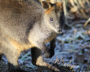 The swamp wallaby (Wallabia bicolor)	