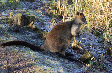 The swamp wallaby (Wallabia bicolor)	