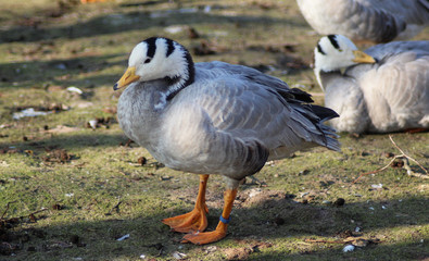The bar-headed goose (Anser indicus)	