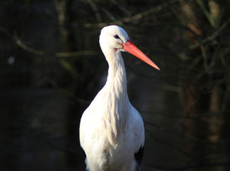 The white stork (Ciconia ciconia)