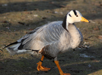 Naklejka na ściany i meble The bar-headed goose (Anser indicus) 