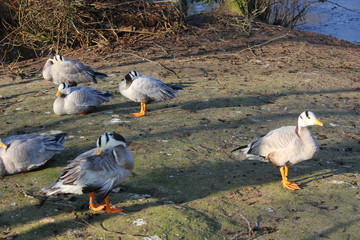The bar-headed goose (Anser indicus)	