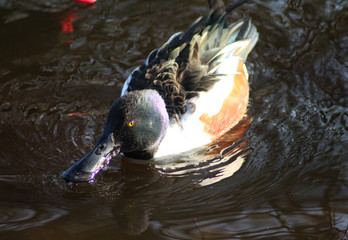 nothern shoveler (Anas clypeata)	