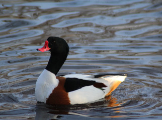 The common shelduck (Tadorna tadorna)
