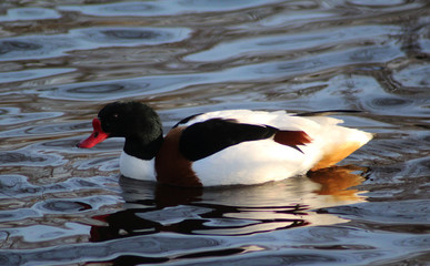 The common shelduck (Tadorna tadorna)