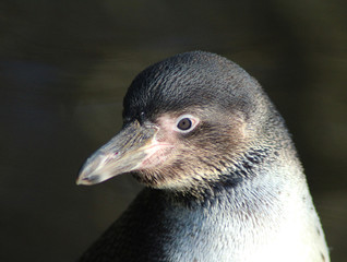  Humboldt penguin (Spheniscus humboldti)	