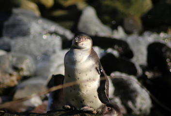  Humboldt penguin (Spheniscus humboldti)	