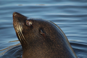 Obraz premium The South American fur seal (Arctocephalus australis) 