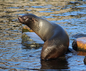 Obraz premium The South American fur seal (Arctocephalus australis) 