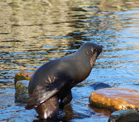 Naklejka premium The South American fur seal (Arctocephalus australis) 
