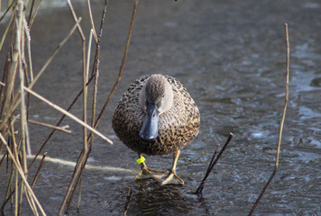 nothern shoveler (Anas clypeata)	