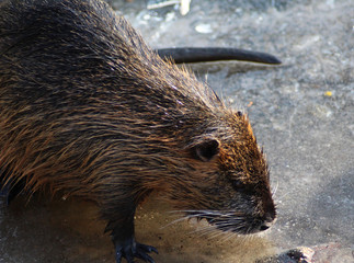 coypu (Myocastor coypus)	