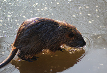 coypu (Myocastor coypus)	