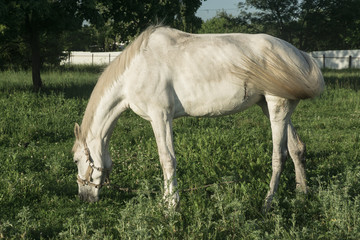 Obraz na płótnie Canvas A horse is grazing on the field