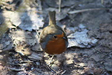 The European robin (Erithacus rubecula)