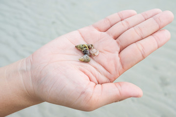 Baby Crab In Hand's Woman, Chonburi Province  Of Thailand.