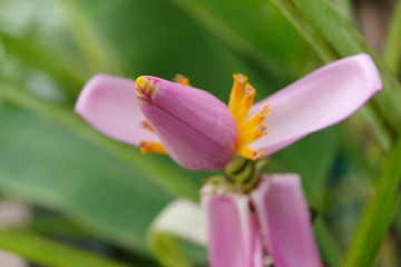 Obraz premium wild purple flower at the branch