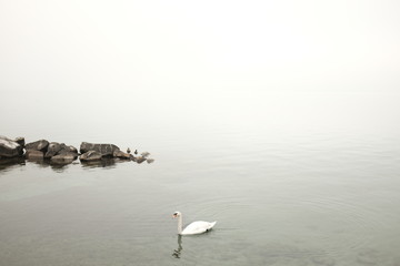 Cigne seul dans le brouillard