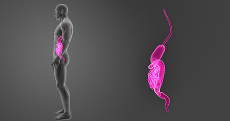 Stomach and intestine zoom with skeleton lateral view