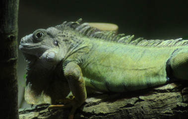 The green iguana (Iguana iguana)