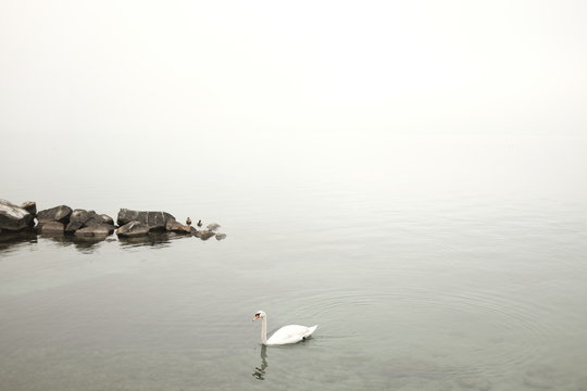 Cigne seul dans le brouillard