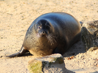 Fototapeta premium The harbor seal (Phoca vitulina)
