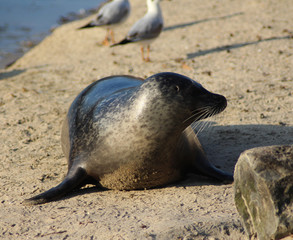 The harbor seal (Phoca vitulina)