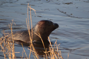 The harbor seal (Phoca vitulina)