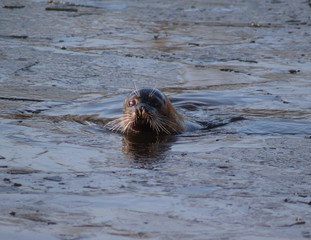 The harbor seal (Phoca vitulina)