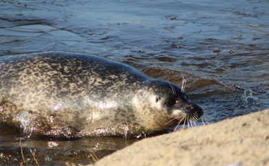 The harbor seal (Phoca vitulina)
