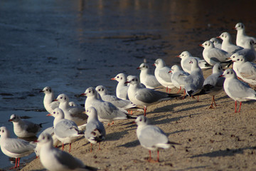 The black-headed gull (Chroicocephalus ridibundus)	